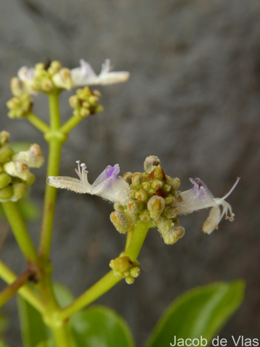 Coleus velutinus (Trimen) A.J.Paton